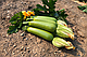 Насіння кабачка ІмператорF1, 500 насінин, Sakata, фото 4