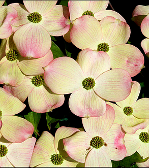 Дерен коуза Рутган - Стеллар Пінк \ Cornus Rutgan ' Stellar Pink ( саджанці щеплені 2 роки ), фото 1
