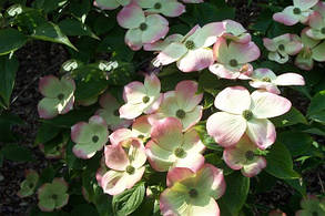 Дерен коуза Рутган - Стеллар Пінк \ Cornus Rutgan ' Stellar Pink ( саджанці щеплені 2 роки ), фото 3