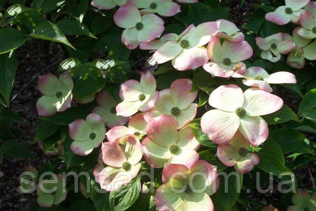 Дерен коуза Рутган - Стеллар Пинк \ Cornus Rutgan' Stellar Pink ( саженцы привитые 2 года ) - фото 4 - id-p860395961