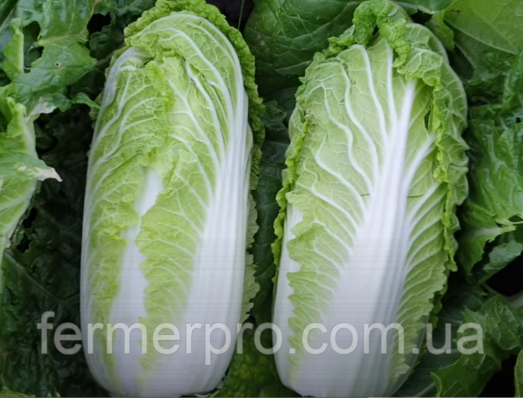 Насіння капусти пекінської Кісекі F1, 1000 насінин, Sakata, фото 1