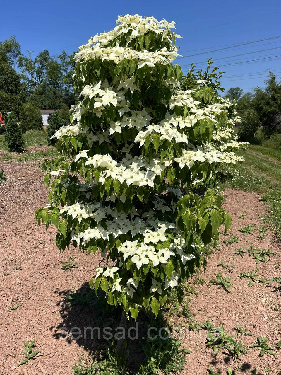 Дерен коуза колоноподібний "Сноу Тауер" \ Cornus kousa Snow Tower ( саджанці щеплені 2 роки) Дерен китайський