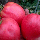 Насіння Томат Будьонівка Рожева 0,1 г Насіння України, фото 2