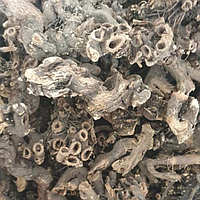 100 г клопогон/цимицифуга корень сушеный (Свежий урожай) лат. Actaéa racemósa