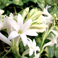 Аромаолія Gardenia Tuberose (Гарденія тубероза)