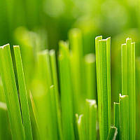 Аромаолія Fresh Cut Grass (Свіжа скошена трава)