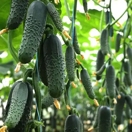 Насіння огірка Сінклер KS 80 F1, 1000 насінин — партенокарпічний огірок, KitanoSeeds, фото 1