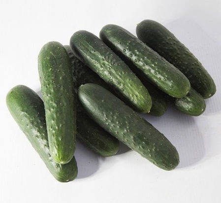 Насіння огірка Сінклер KS 80 F1, 1000 насінин — партенокарпічний огірок, KitanoSeeds, фото 2