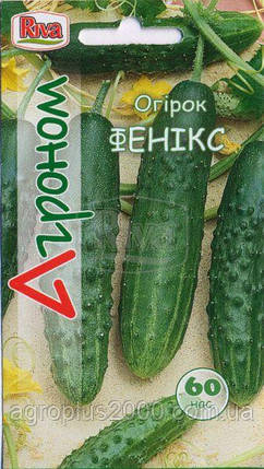 Насіння Огірок бджолозапильний Фенікс 60 насінин Riva, фото 1