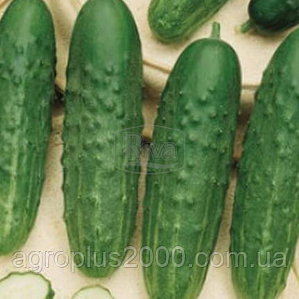 Насіння Огірок бджолозапильний Фенікс 60 насінин Riva, фото 2