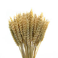 Колосья пшеницы натуральные (большие,10 штук)