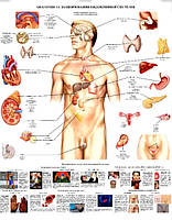 Плакат "Анатомия и заболевания эндокринной системы".67*86см