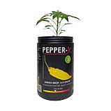 Набір для вирощування гострого перцю Pepper-X Lemon Drop, Aji Lemon (Лимонна Крапля, Аджи Лимон), фото 2