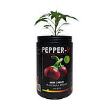 Набір для вирощування гострого перцю Pepper-X Mini Cherry (Маленька Вишня), фото 2