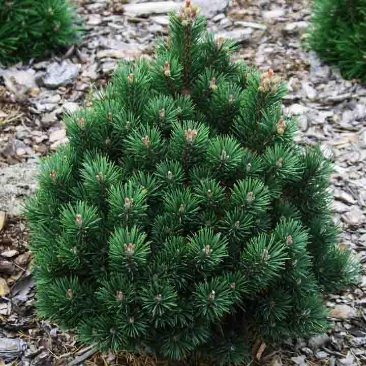 Сосна горная Дом / С5 / d 20-30 / Pinus mugo Dom - фото 1 - id-p2044596766