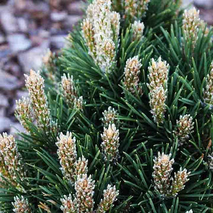 Сосна гірська Дом / С5 / h 30-40 / Pinus mugo Dom, фото 2