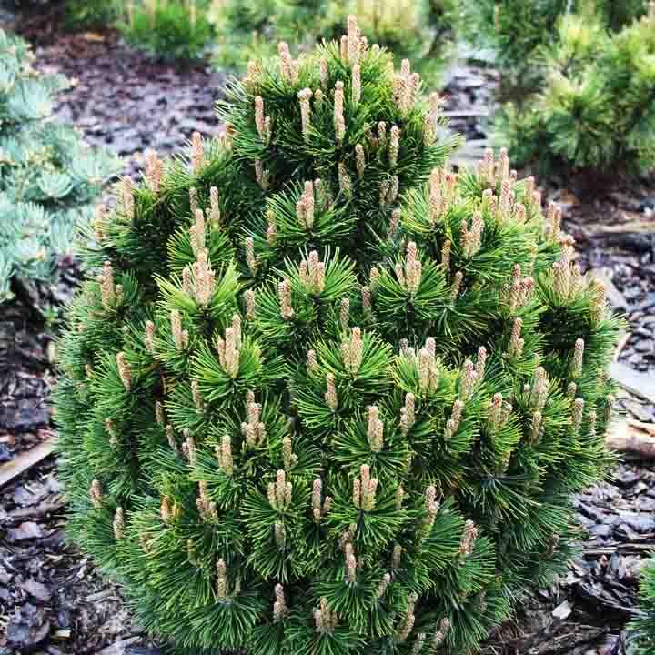 Сосна горная Лейко-лайк / С5 / h 20-30 / Pinus mugo Leuco-like - фото 1 - id-p2044637499