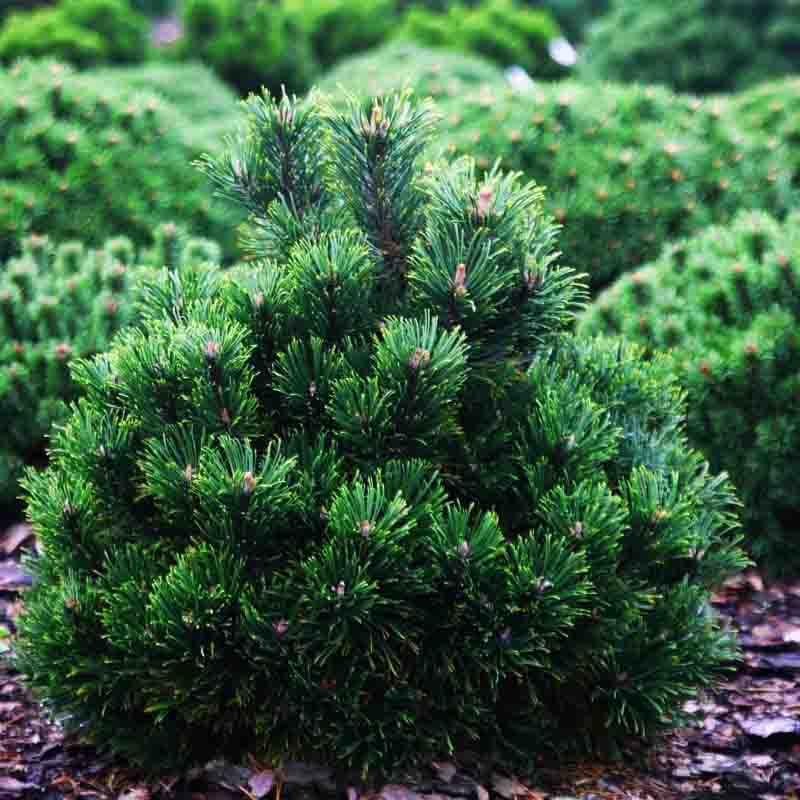 Сосна горная Лейко-лайк / С5 / h 20-30 / Pinus mugo Leuco-like - фото 2 - id-p2044637499