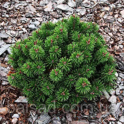 Сосна гірська Літомісл / h 15-20 / Pinus mugo Litomysl, фото 3