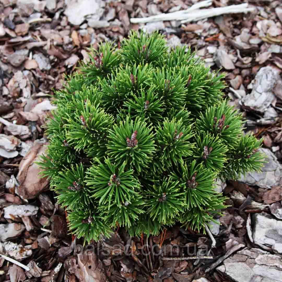 Сосна гірська Літомісл / h 15-20 / Pinus mugo Litomysl