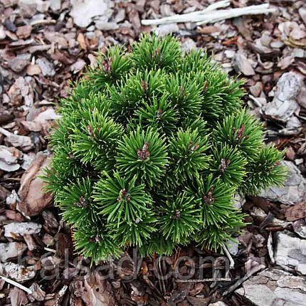 Сосна гірська Літомісл / h 15-20 / Pinus mugo Litomysl, фото 1
