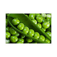 Горох ПРЕЛАДО Syngenta 1кг оброблень (фасовка)