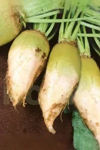 Кормовий буряк, Центаур Білий 10кг Фасовка, фото 1