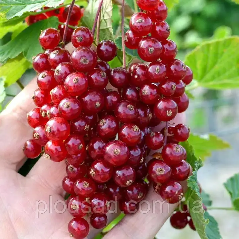 Смородина червона Рондом