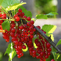 Смородина червона Орловська Зірка