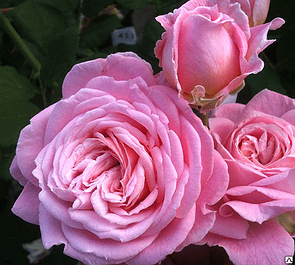 Троянда "Розенграфін Марія Генрієтта" (Rosengräfin Marie Henriette)