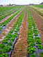 Розсада полуниці Гігант Джорнея (Giant jorney) - середньо-рання, крупноплідна, врожайна, фото 5