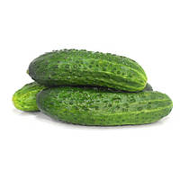 Насіння Огірка самозапильного