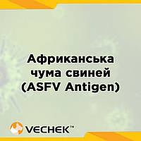 Експрес-тести для виявлення антигена ВАЧС (у зразку сироватки, плазми чи тканини), ASFV Ag, VIASFG‐302