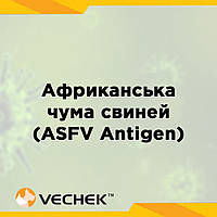 Експрес-тести для виявлення антигена ВАЧС (у зразку сироватки, плазми чи тканини), ASFV Ag, VIASFG‐402