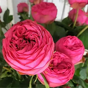 Троянда Пінк Піано (Pink Piano)