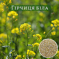 Гірчиця біла на сидерат вагова (ціна за 1 кг)