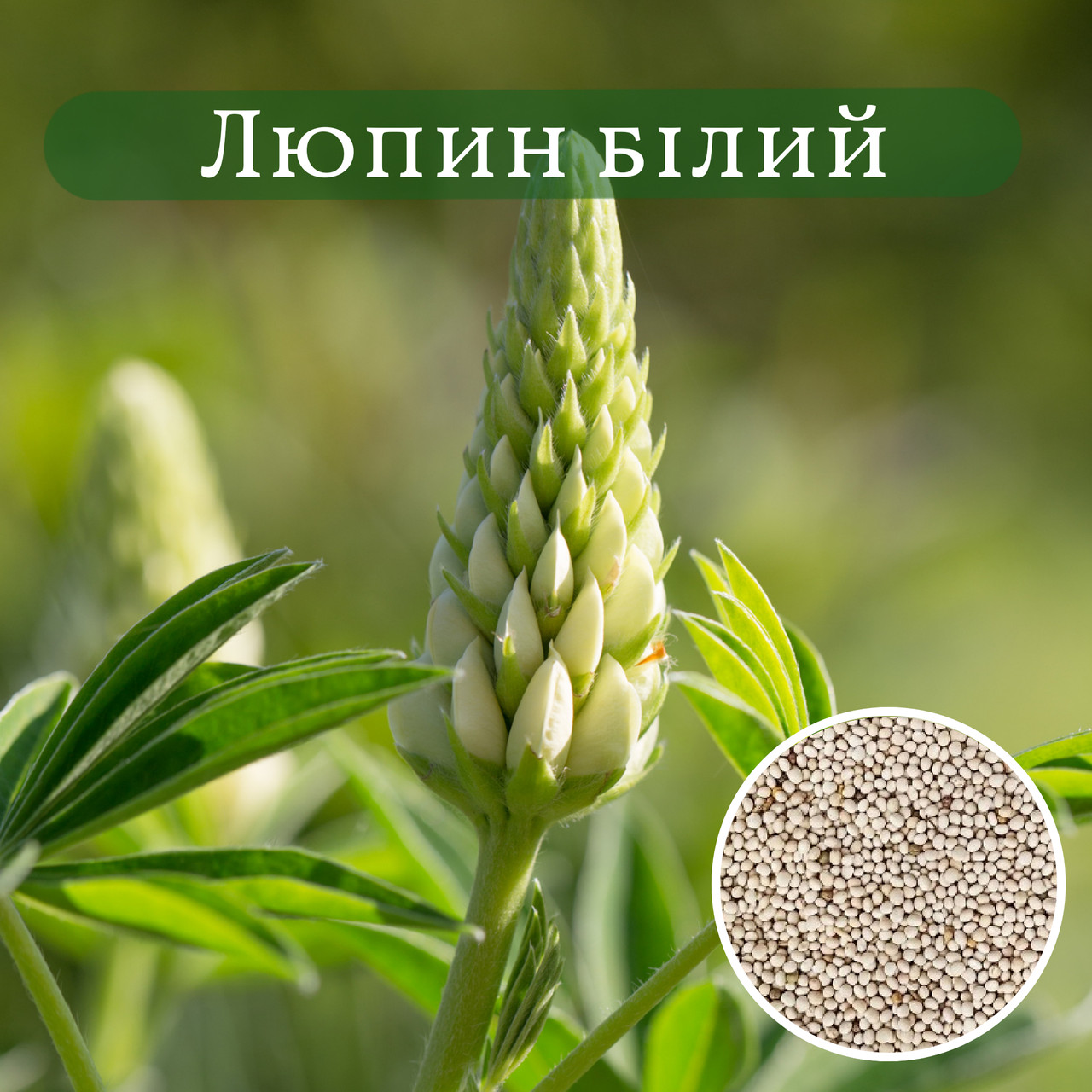 Сайделенная қынап Сайделенная қынап