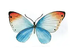 Декоративна наклейка Метелик