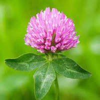 Конюшина магнічена 10 кг