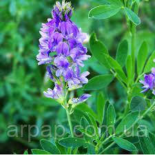 Люцерна намагнічена 10кг, фото 1