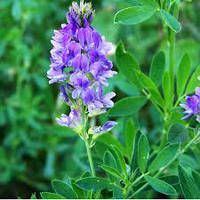 Люцерна намагнічена 10кг