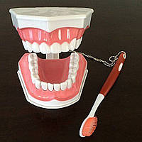 Навчальна модель зубів