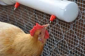 Поїлки для птиці