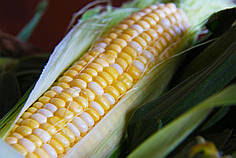 Мармурова солодка кукурудза 200нас на 36кв м біколор Мнагор ранньостигле насіння цукрової кукурудзи