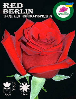 Троянда чайно-гібридна Red Berlin, фото 1