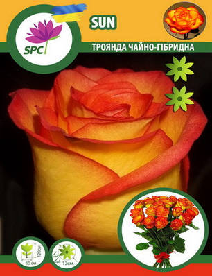 Троянда чайно-гібридна Sun(Сонечко), фото 1
