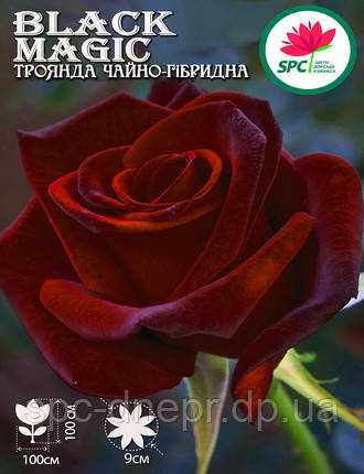 Троянда чайно-гібридна Black Magic, фото 1