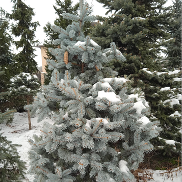 Ялина голуба "Хупсі" (Picea pungens 'Hoopsii')180-200 см.