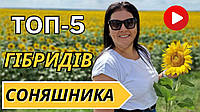 ТОП 5 гібридів соняшника під технологію Express