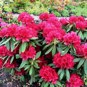 Рододендрон Нова Зембла  (Nova Zembla) 5л. 50-60 см.